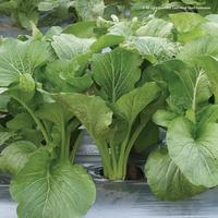 Gambar Benih Biji Sawi Caisim Tosakan Panah Merah - _, Standar dari PUROTANI.ID Kab. Purworejo 2 Tokopedia