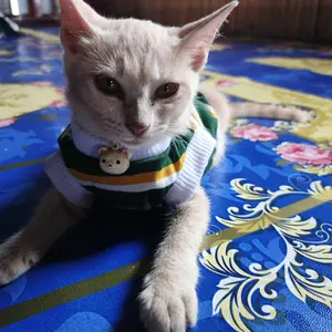 baju kucing lucu gemoy murah aksesoris hewan peliharaan - TANK TEDDY HYPE STYLE SERIES