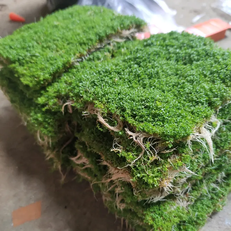 rumput sintetis cuba carpet hiasan aquarium dekorasi aquascape 2