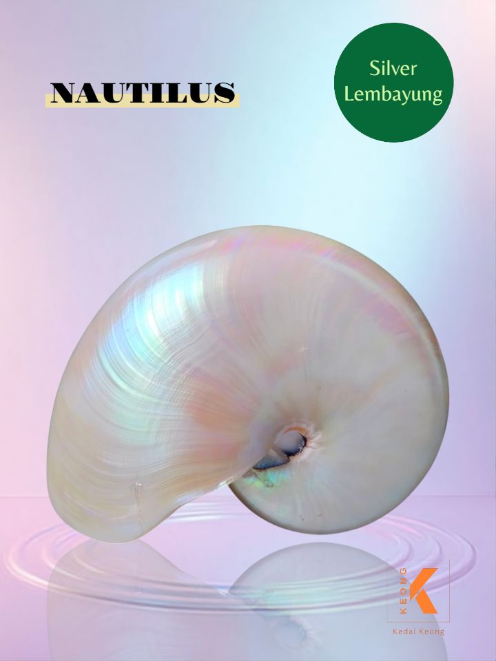 Kerang Cukli atau lungsir silver lembayung