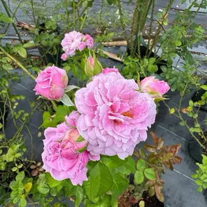 mawar 10kg ownroot punya makk juu