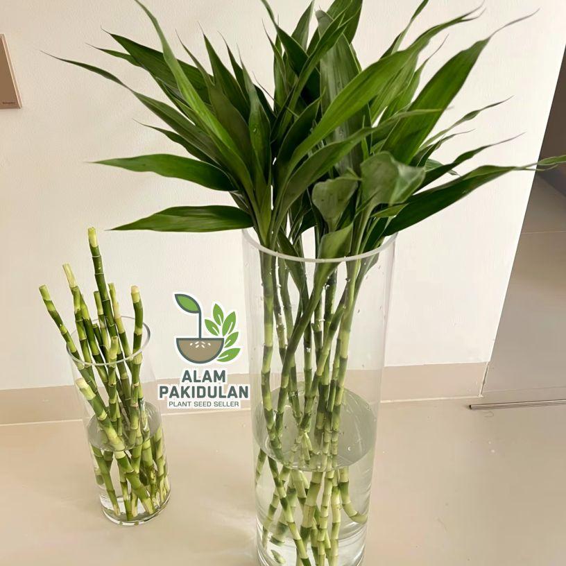 10pcs Bambu Hoki Batangan Belum Berakar