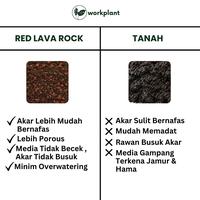 Gambar Workplant - Red Lava Rock Pasir Malang Merah Vulcanic Soil Media Tanam Porous Sudah Bersih Siap Pakai Bebas Busuk Akar - Besar dari workplant official Kota Surabaya 5 Tokopedia