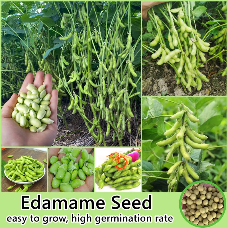 Product Introduction of [High Germination] Edamame Seed Vegetable Seeds for Planting (50 Seeds/Pack) High Yield Vegetable Seed Organic Vegetables Seeds for Gardening Bonsai Plant Seeds Fresh Vegetables Growing Seeds Easy To Grow Singapore Potted Live Plants Microgreens Seeds 1