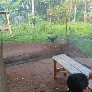 Waring TL 1,2 x 20 meter Pagar Ayam Kandang Kebun Tanaman Jaring Hitam