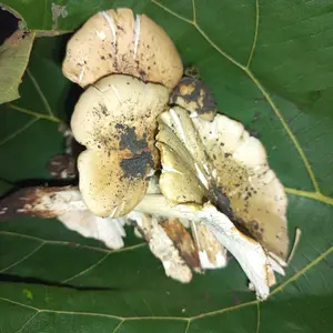 Tas Belanja - Tas Spunbond - Tas Jinjing - Tas Souvenir - Tas Jinjing Wanita - Tas Lipat - Tas Kado - Kantong Belanja - Souvenir - Kantong - Shopping bag - Spoundbond - Tote Bag - Tas Wanita - Tas Murah - Tas Belanja Murah - Produk Juara