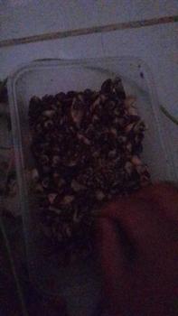Product Review of RIJEK PATAHAN ASTOR 500GRAM  / 250GR CHOCOLATE SNACK COKELAT FOOD from 𝑔**4 0