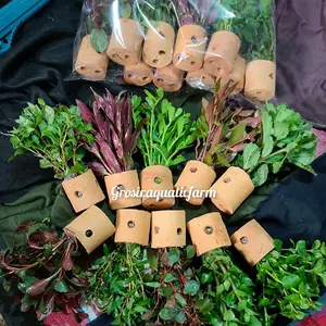 paket 10 pot tanaman aquascape