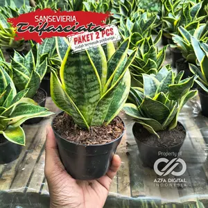 [Paket 2 pcs] Sansevieria Trifasciata | Lidah Mertua - Tanaman Hias Indoor Pembersih Udara Alami Terbaik