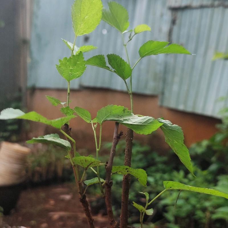 Combo 3 Chậu Dâu Tằm Siêu Trái ( Cành Nhỏ + Đang Ra Rễ ) Cây Giống Dâu Siêu Quả Làm Bonsai ăn trồng 1