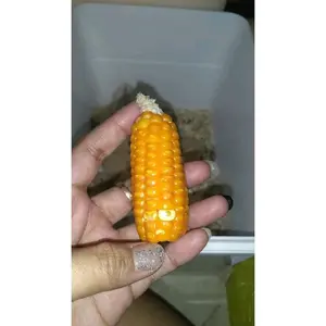 jagung mini untuk pengasah gigi hamster