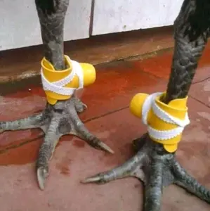 bungkus jalu ayam - bungkus taji ayam bangkok