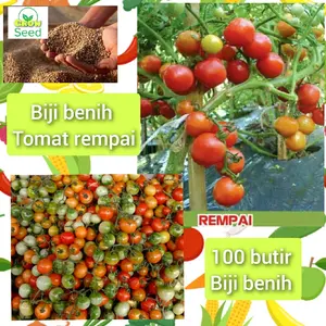 100 butir biji benih tanaman tomat rempai/tomat mini