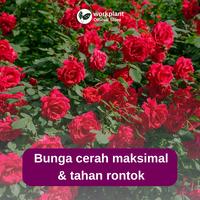 Gambar Workplant - Bloom Booster Pupuk Organik Cair untuk Bunga Lebat Minim Rontok & Mekar Sempurna - Bloom Booster dari workplant official Kota Surabaya 4 Tokopedia