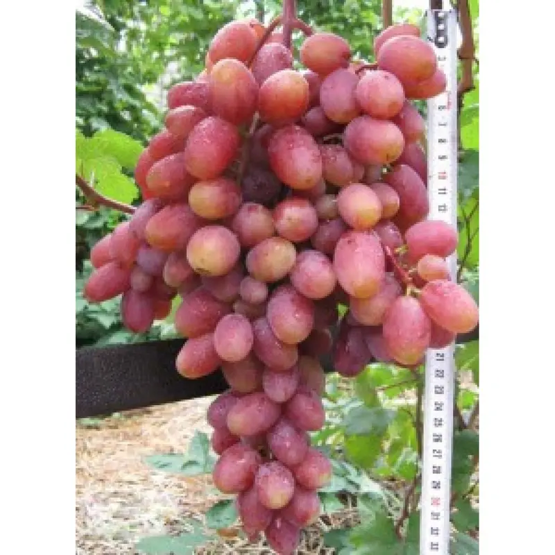 BENIH BBT ANGGUR IMPORT NINEL, JUPITER DLL  PREMIUM / BBT  ANGGUR IMPORT 3
