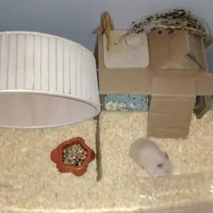 SERBUK KAYU PREMIUM ALAS KANDANG HAMSTER