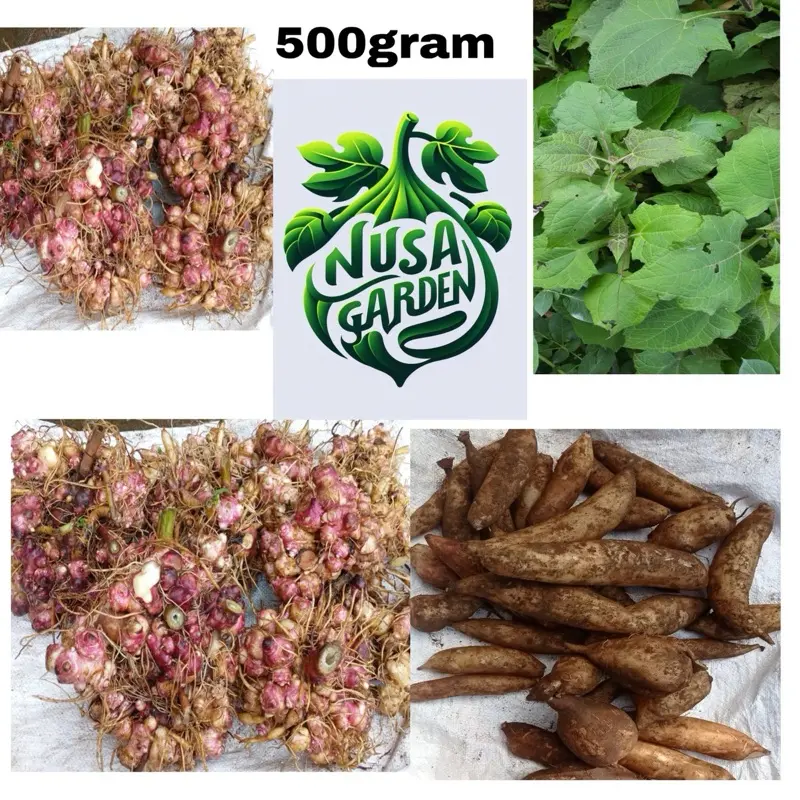 Benih rimpang ubi yacon  jumbo 500 gram herbal siap semai  kaya manfaat Kuning 0