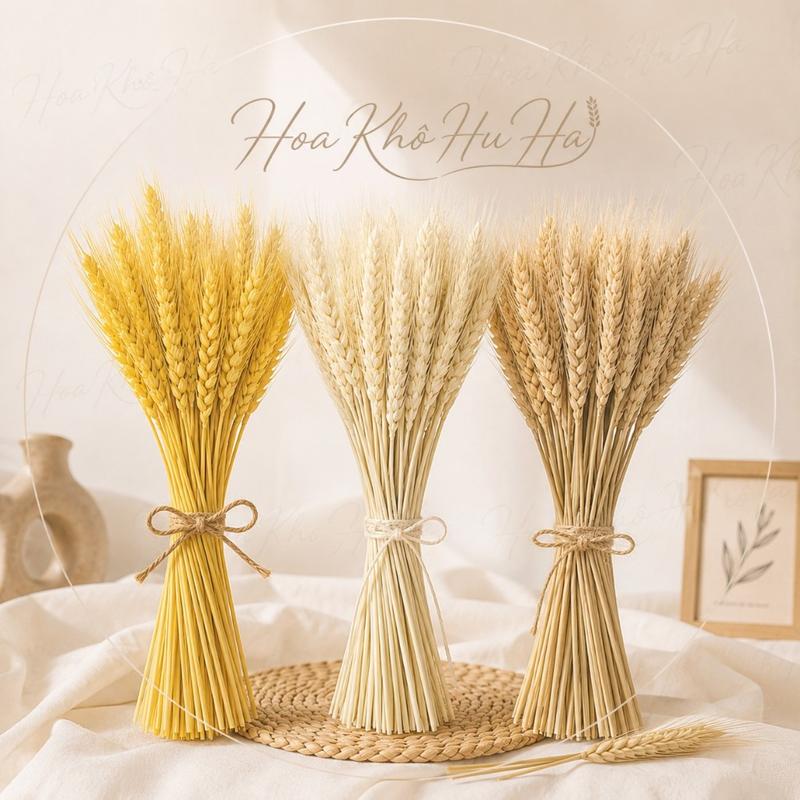 Bó 100 Cành Hoa Lúa Mạch Khô Tự Nhiên Decor Trang Trí Cắm Lọ, Chụp Ảnh, Quà…