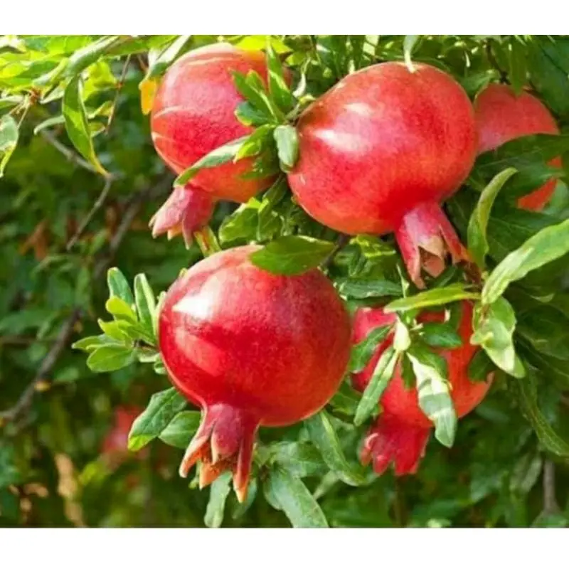 benih ( bbt delima merah )