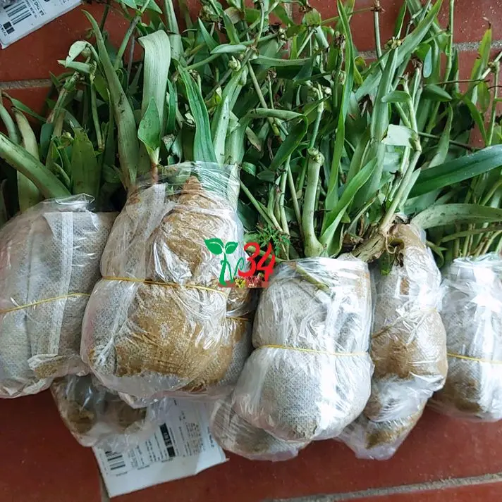 ba bầu,03 bầu LINH CHI THẢO rất nhiều cây thích hợp tách ra xử dụng,  nhân giống, cỏ dạ DẦY,  CỎ BAO TỬ- TỶ LỆ SỐNG 99% - Trồng chậu, thùng xốp, luống đất. 7
