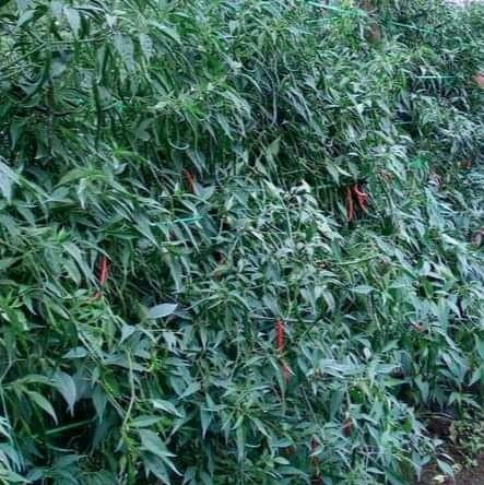 [COD] benih/ bibit cabe siboras Ukuran 20g kemasan aluminium foil polos 3