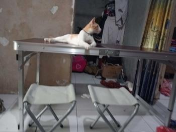 Product Review of Mymy.Surabaya - { COD } Meja Lipat Koper Kaki Kotak | Meja Lipat Jualan Lipat Portable Serbaguna Multifungsi from a** 2