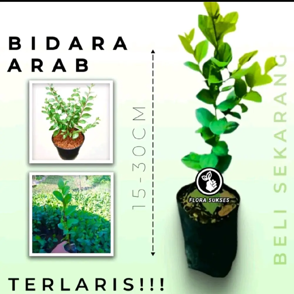 Bidara Arab Asli untuk Kesehatan Anda - Tanaman Plastik - Alami