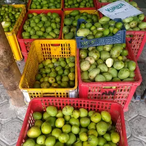 mangga muda berbagai jenis