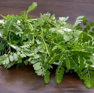 Tanaman/Daun Meniran Segar 100Gram