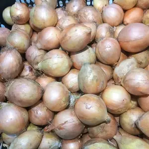 BAWANG BOMBAY ( KECIL ) 1KG DAN 500GRAM