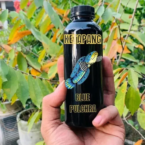 Extra ketapang Blue pulcra Grade