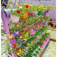 Gambar [Perkecambahan Cepat] Campuran Biji Portulaca Kelopak Tunggal & Ganda, Biji Bunga Mawar Lumut Untuk Menanam Tanaman Berbunga, Biji Portulaca Untuk Balkon, Biji Dan Umbi Tanaman, Biji Bonsai Untuk Berkebun, Tanaman Udara, Tanaman Dalam Ruangan, Tanaman Asl - 1 pack-PH0012 dari Benih Pilihan Alam Kota Administrasi Jakarta Pusat 4 Tokopedia