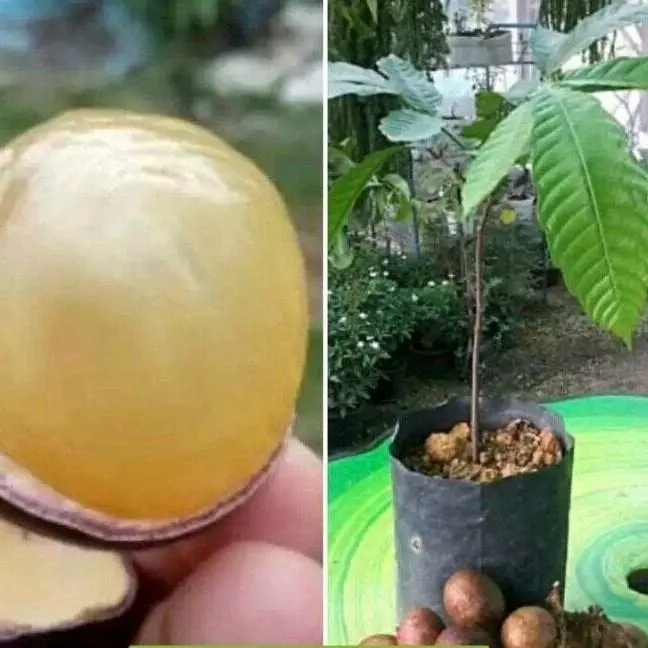 ANAK POKOK BUAH MATOA [WEST MALAYSIA ONLY](LIVE PLANT BERKUALITI TINGGI )
