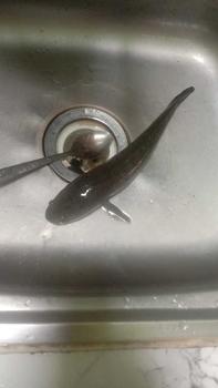 Product Review of softfrog tokek bintik rasa jaws 4 cm onecastlure from R**a 2