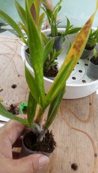 Product Review of pot merah anggrek harga serba seratus ribu from B**a 3