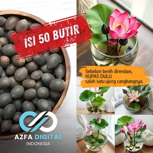 Biji Benih Teratai Lotus / Lotus Seeds - Tanaman Hias Air [Isi 50 Butir]