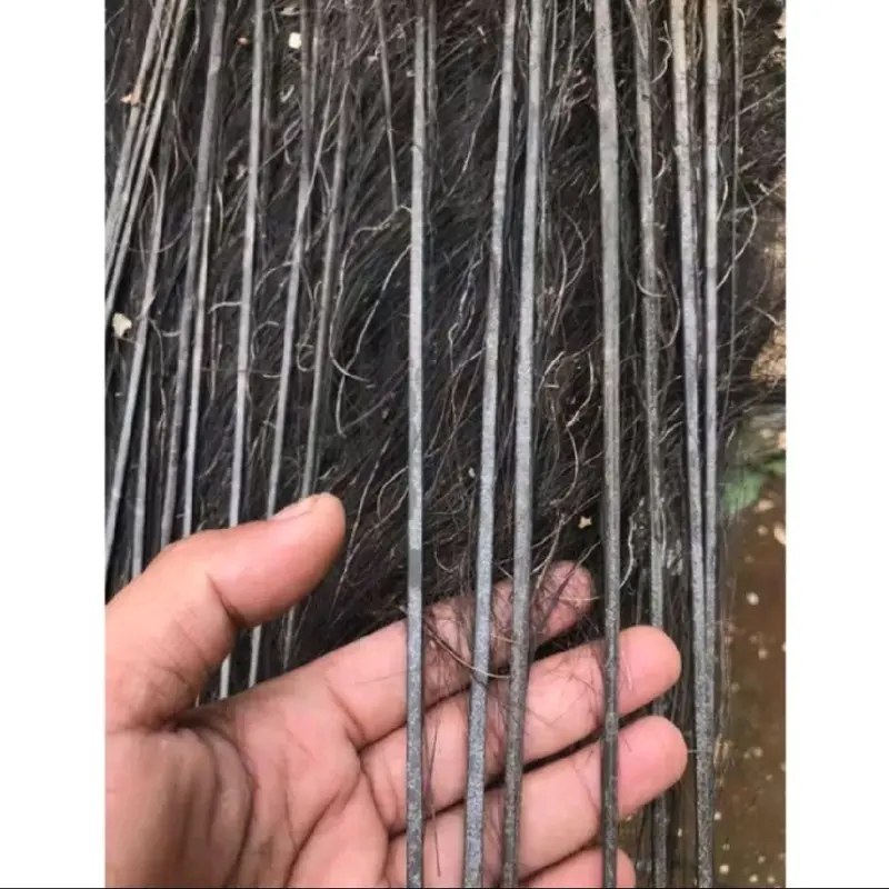 Isi Rukma Harupat Aren Asli Panjang 25cm Isi 30 Biji - Shop | Tokopedia