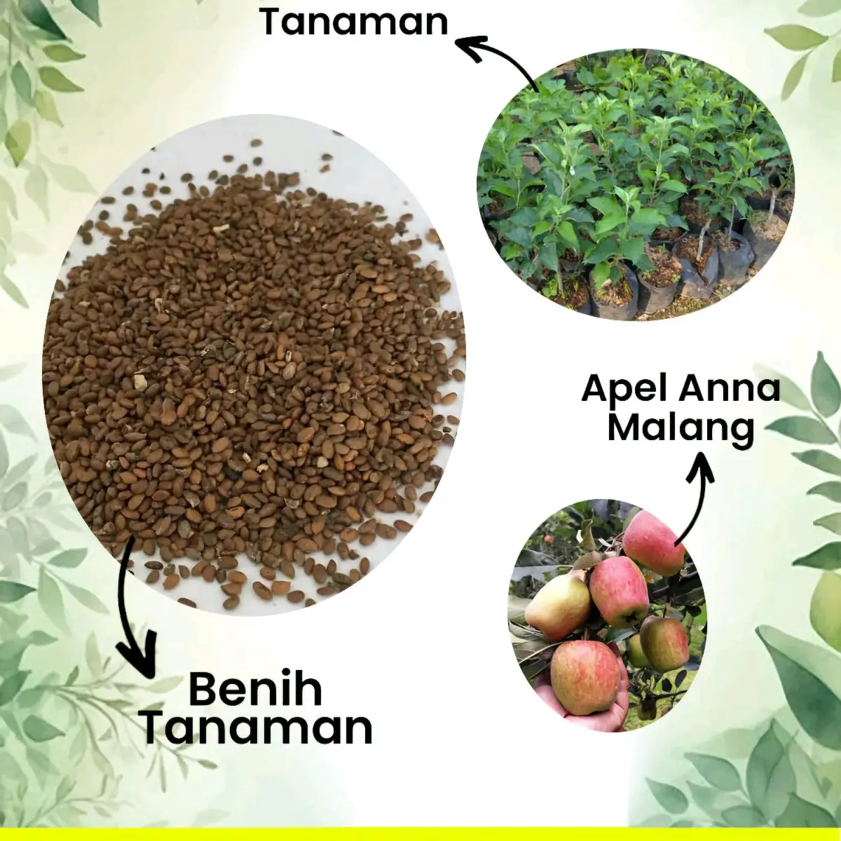 Benih BBT Apel Malank (Siap Tanam dan Cepat Panen)
