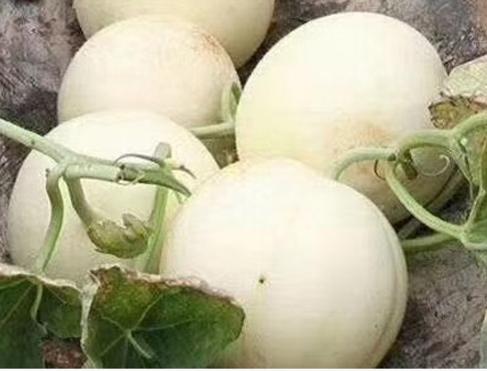 Snow milk fragrant white skin melon seed seed seed seedlings old varieties melon fruit super sweet yellow skin seed seedlings snow milk fragrant melon seed 2