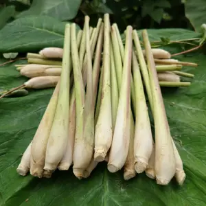 Sereh Serai 1kg Segar Fresh