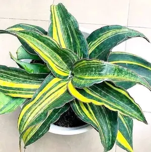 Sansevieria macrkophylla variegata size anakan / Tanaman Hias / Lidah Mertua