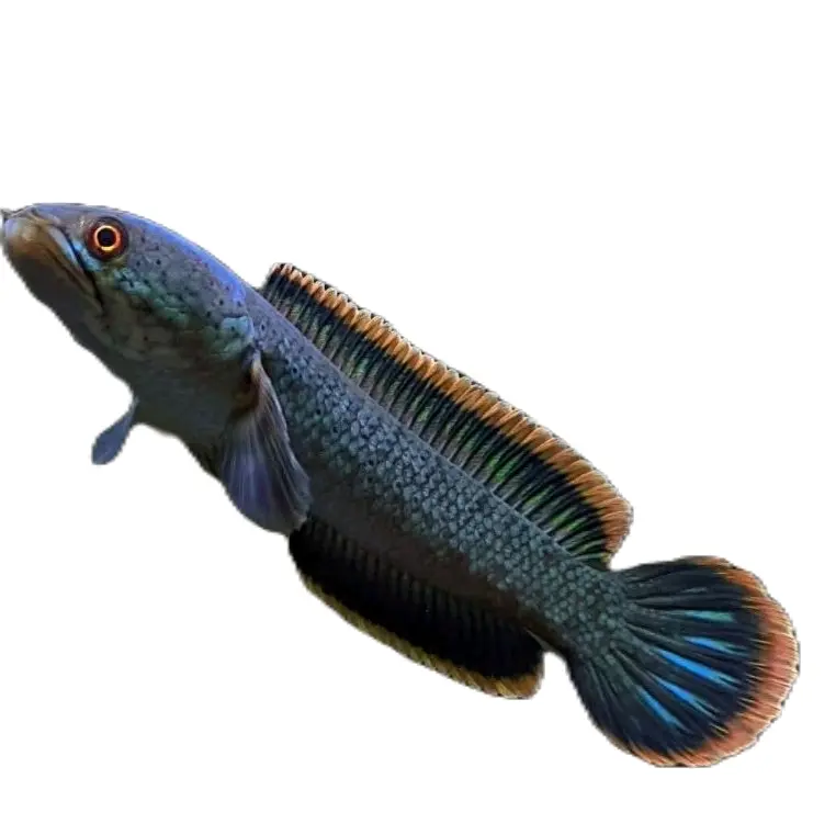 sticker Limbata sz 9-12 cm