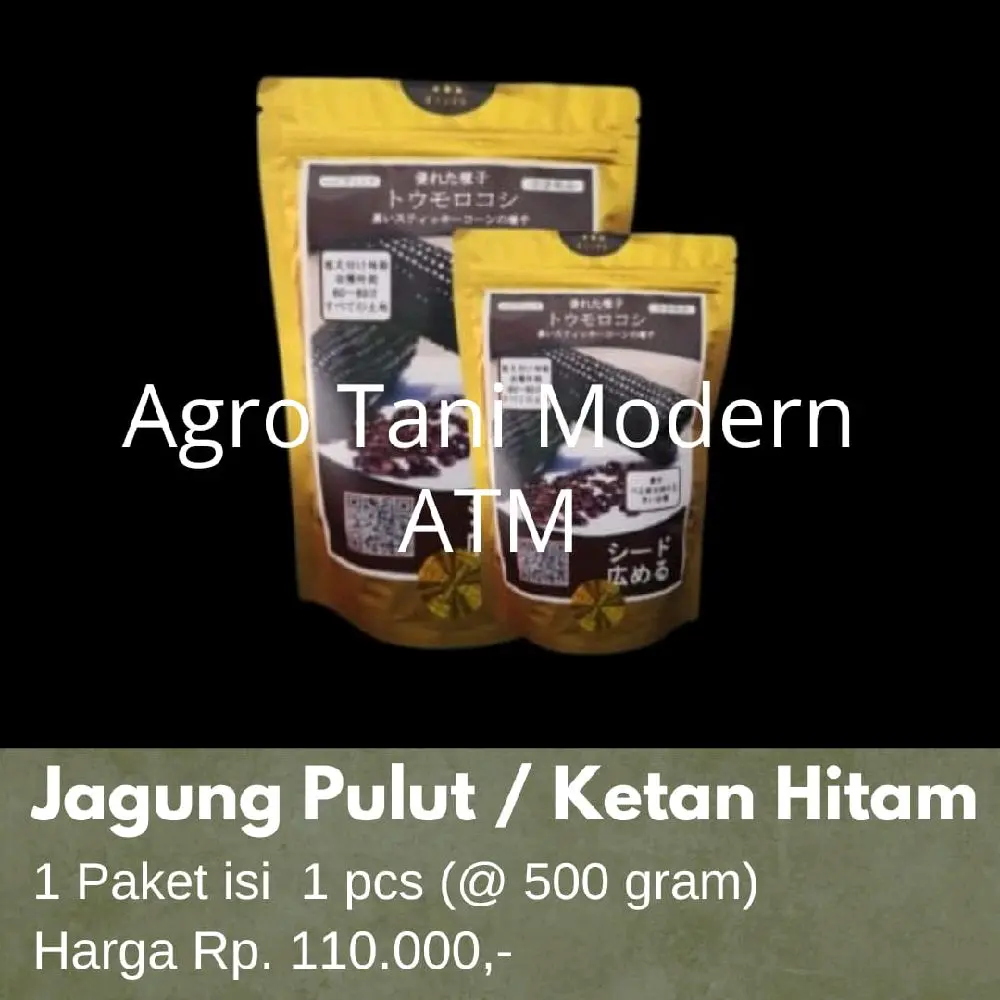 Benih Jagung Jepang Pulut / Ketan Hitam (Isi 500gram)