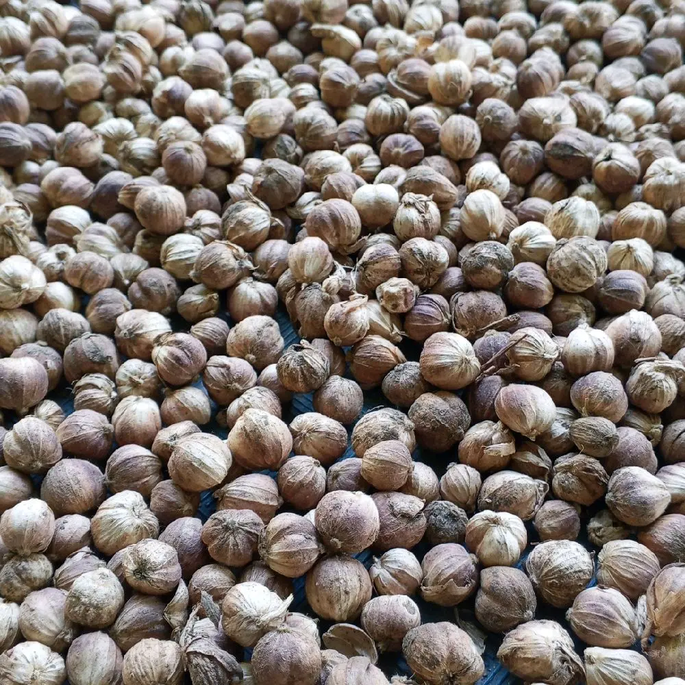 Biji kapulaga kering/ basah kapol putih 100gr
