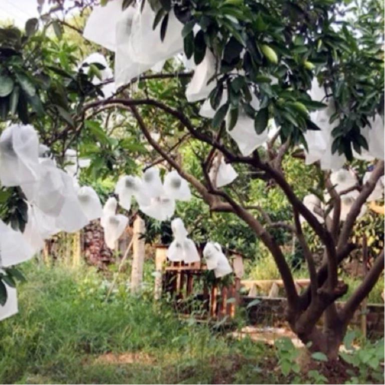 (HÀNG LOẠI 1) SET 100 TÚI BỌC TRÁI CÂY ỔI, BƯỞI, CAM, XOÀI, NA CÁC LOẠI