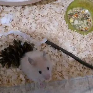 MAINAN GIGIT HAMSTER PINE CONE BIJI PINUS BUAH CEMARA