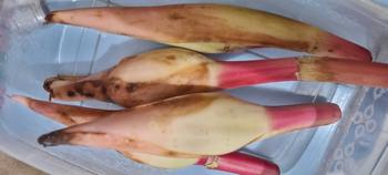 Product Review of Kecombrang bumbu masak 1kg yang kami kirim kecombrang utuh from f**? 0