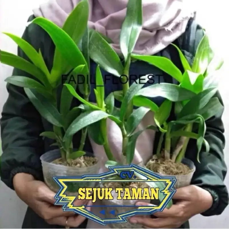 Promo beli 10 plant gratis 1 anggrek dendrobium dewasa siap berbunga anggrek