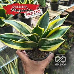 [Paket 2 pcs] Sansevieria Pagoda - Tanaman Hias Indoor yang Menambah Kesegaran dan Keindahan Rumah Anda