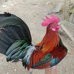 TAS AYAM PIKAT LORENG/TAS PIKAT MOTIF LORENG/TAS AYAM HUTAN